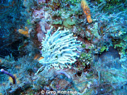when the current in cozumel washed over this anenome it r... by Greg Mcmanus 